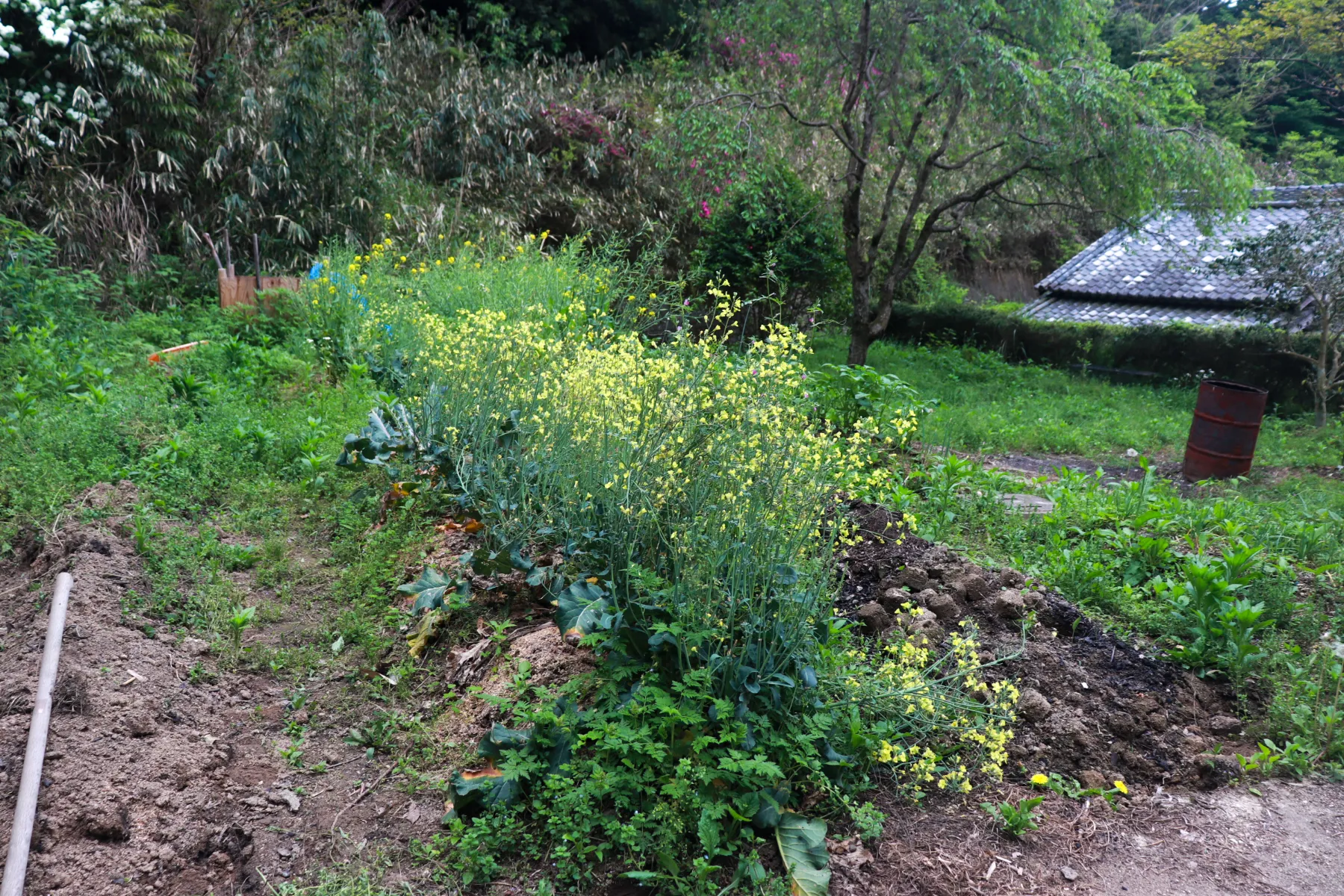 たゆむの里山に広がる、季節の草花と畑
